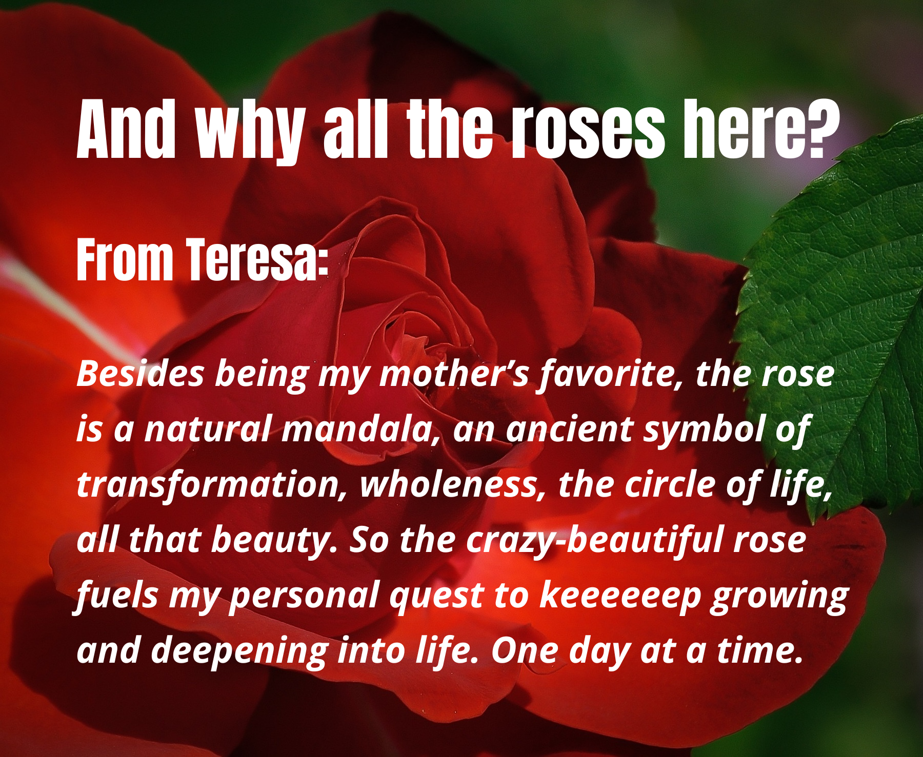 Why roses? ~ Teresa Young