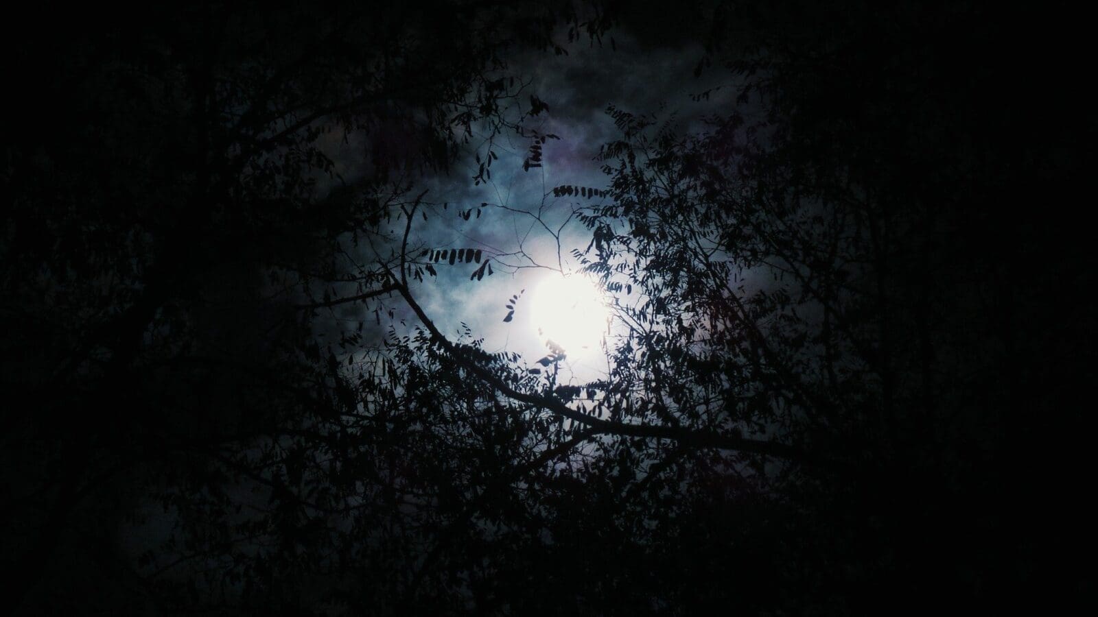 Full moon behind silhouetted tree branches.